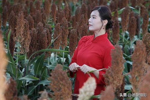 在线观看 高粱红了,红色记忆与革命情怀的深情演绎  第3张