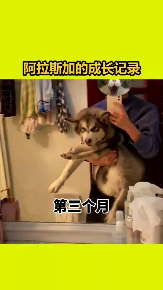 吃狗粮视频爆料大全,笑料百出，情感纠葛尽收眼底